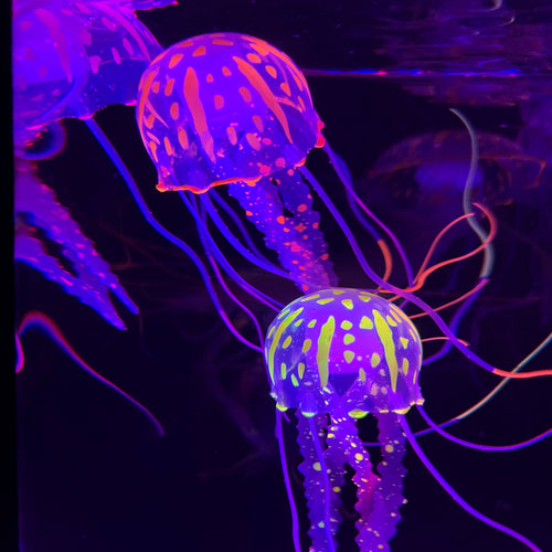 Hypnotic Jellyfish Aquarium